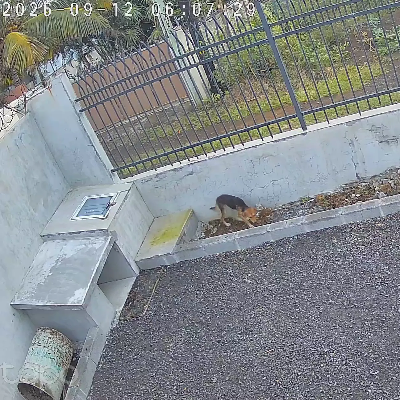 A slender dog found its way to get into my yard